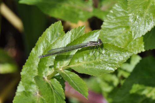 Coenagrion sp.